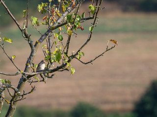 Bird on the branch. Branch of a tree in spring. Bird on the branch. Blurred background