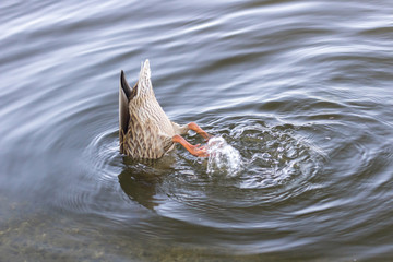 Duck up booty and paws. Paws with membranes. Feeding wild birds. Duck tail. The bird dives and...