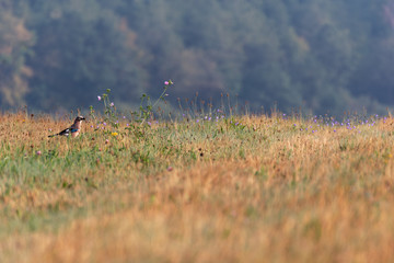 Bird in the grass with blurred background