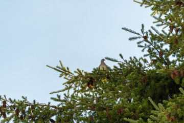 Bird in the tree. Blue sky. Branch of a tree