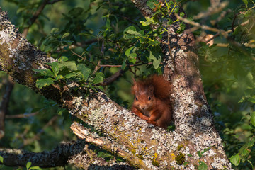 Red squirrel in the tree. Red Eurasian squirrel