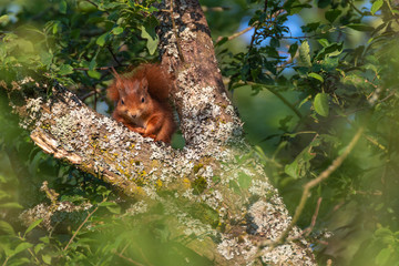 Red squirrel in the tree. Red Eurasian squirrel