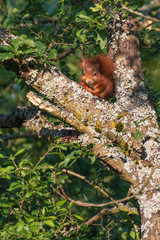 Red squirrel in the tree. Red Eurasian squirrel