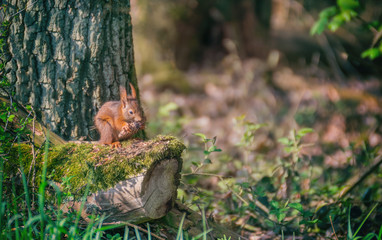 Naklejka na ściany i meble Red squirrel in the tree. Red Eurasian squirrel