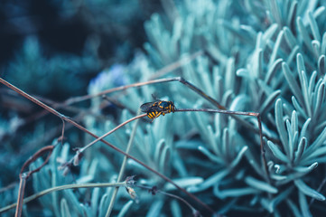 sleeping single wasp on tiny plant