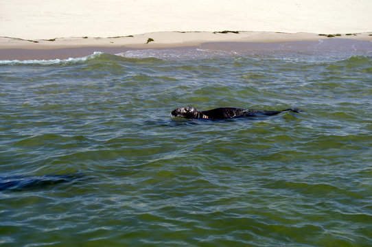 Seal Swimming around Monomoy Island Chatham MA Cape Cod
