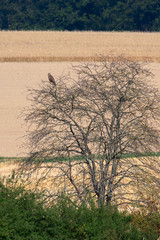 Eagle in the tree on the field. Tree in the field