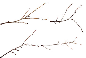 Fototapeta na wymiar set branch of plum fruit tree with buds on an isolated white background.