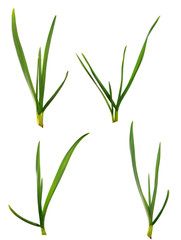 set green garlic leaves on an isolated white background. green grass isolate
