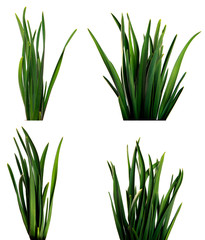 set large bunch of green leaves of garlic on an isolated white background. bouquet of green grass isolate