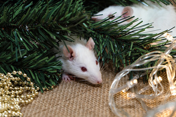 A white rat is hiding in Christmas tree branches. Cute rat muzzle peeps out from under the Christmas tree. Symbol of 2020