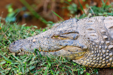 Big species of Madagascar Crocodile, Crocodylus niloticus madagascariensis, Vakona Private Reserve. Magagascar wildlife and wilderness