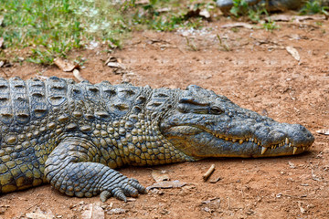 Big species of Madagascar Crocodile, Crocodylus niloticus madagascariensis, Vakona Private Reserve. Magagascar wildlife and wilderness