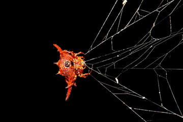 Spiny orb-weaver, genus Gasteracantha (pres. Gasteracantha versicolor) crab spider in Masoala National park, Toamasina province, Madagascar wildlife and wilderness - obrazy, fototapety, plakaty