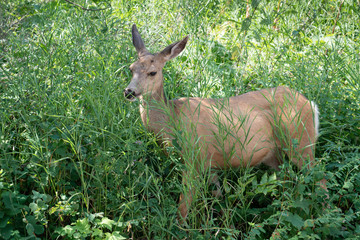 Mule deer, Odocoileus hemionus