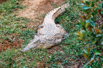 Fototapeta na wymiar Big species of Madagascar Crocodile, Crocodylus niloticus madagascariensis, Vakona Private Reserve. Magagascar wildlife and wilderness