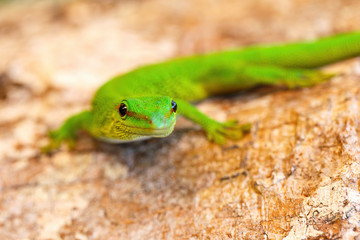 Phelsuma Day Geckos, Phelsuma madagascariensis in natural habitat. Province de Tamatave, Madagascar wildlife and wilderness