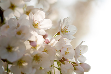 high-key of white tree blossoms with blurry backlight background