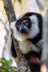 Endemic Black-and-white ruffed lemur, Varecia variegata subcincta . Andasibe, Madagascar, Vakona Private Reserve. Magagascar wildlife and wilderness