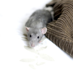 Rat domestique - 4