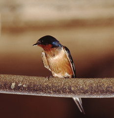 Barn Swallow (Hirundo Rustica)