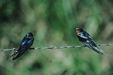 Barn Swallow (Hirundo Rustica)