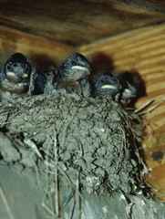 Barn Swallow (Hirundo Rustica) Bird Nest