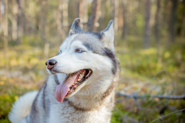 majestic portrait of grey black purebread husky dog lying on green grass.Siberian husky dog with blue eyes stands and looks ahead.copy space