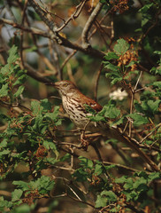 Brown Thrasher (Toxostoma Rufum)