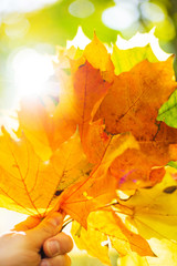 Bright yellow autumn leaves in a hand. Sun flare.