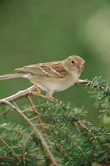 Chipping Sparrow (Spizella Passerina)