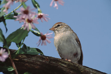 Chipping Sparrow (Spizella Passerina)