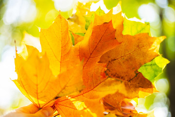 Bright yellow autumn leaves in a hand. Sun flare.