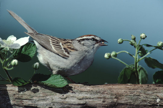 Chipping Sparrow (Spizella Passerina)