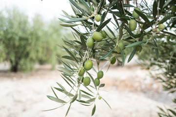Mediterranean olives, green olive fruit in autumn, oil olive