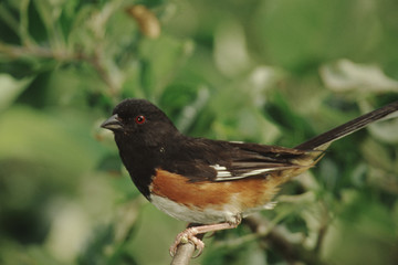 Eastern Towhee (Pipilo Erythrophthalmus)