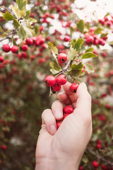 Woman examines and collects majoletas, edible red berries of autumn. (Crataegus monogyna)