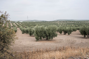 Mediterranean olives, green olive fruit in autumn, oil olive