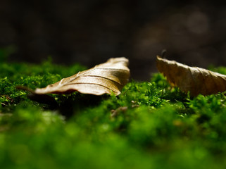 leaf on moss