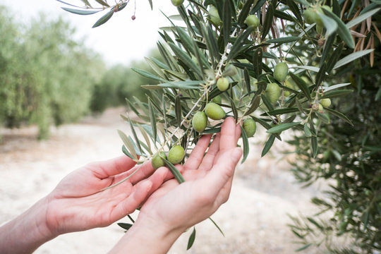 Mediterranean olives, green olive fruit in autumn, oil olive