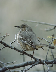 Hermit Thrush (Catharus Guttatus)