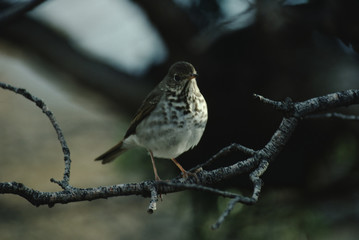 Hermit Thrush (Catharus Guttatus)