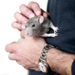 Rat domestique - 1
