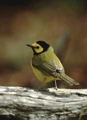 Hooded Warbler (Setophaga Citrina)