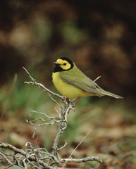 Hooded Warbler (Setophaga Citrina)