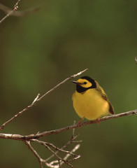 Hooded Warbler (Setophaga Citrina)