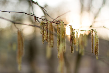 detail of birch tree pollen with sun in blurry background