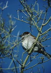 House Sparrow (Passer Domesticus)