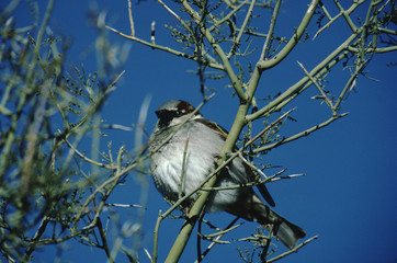 House Sparrow (Passer Domesticus)