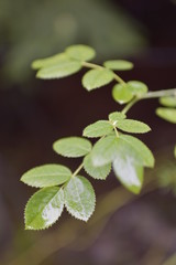 Planta